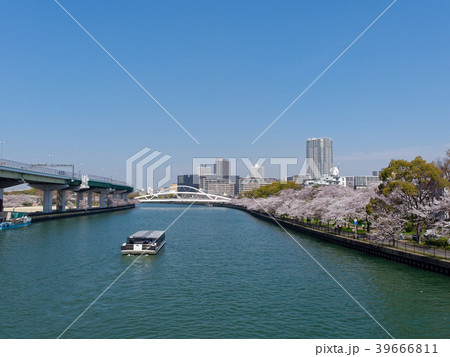 春の大阪 桜之宮公園と飛翔橋 39666811