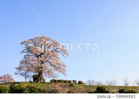 七草木の天神桜　福島県 39666983