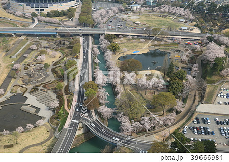前橋公園の桜 前橋公園の桜 39666984