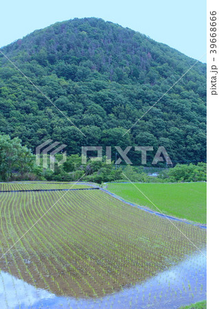【山梨県】田植えを終えた甲斐市亀沢御領棚田 39668666