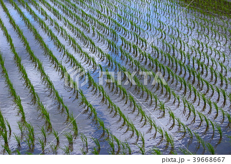 青空と雲の映り込む田んぼと風にそよぐ稲 39668667
