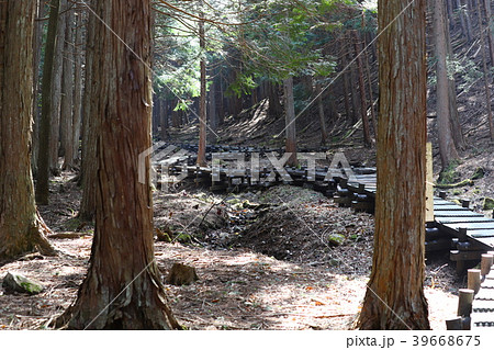 【山梨県】甲州市玉宮のザゼンソウ群生地 39668675