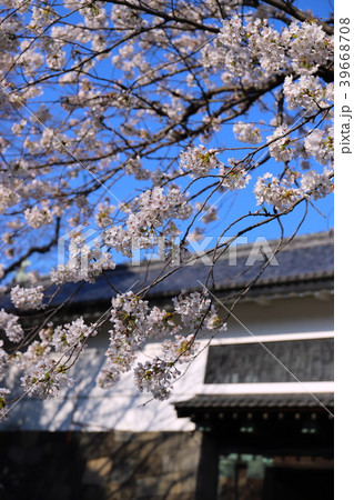 【東京都】桜と田安門 39668708
