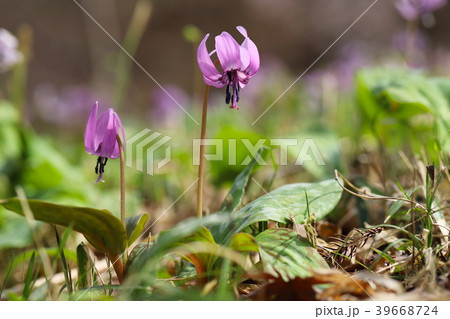 カタクリの花 カタクリの花 39668724