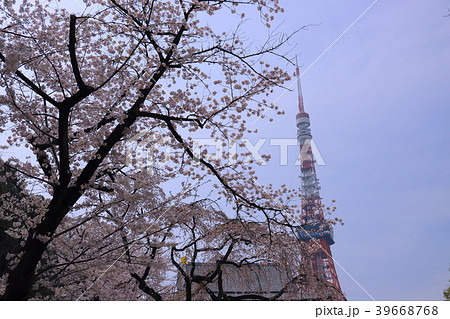 増上寺大殿・東京タワーと桜 39668768