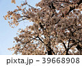 桜　夕暮れ　写真 39668908