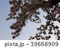 桜　夕暮れ　影　写真 39668909