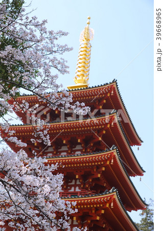 【東京都】日野市高幡不動尊の五重の塔と桜 39668965