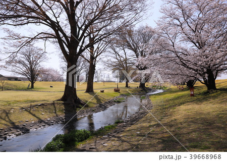 【山梨県】桜満開の信玄堤公園 【山梨県】桜満開の信玄堤公園 39668968