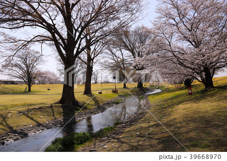 【山梨県】桜満開の信玄堤公園 39668970