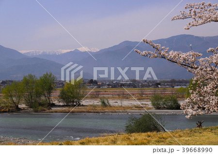 【山梨県】桜満開の信玄堤と南アルプス 39668990