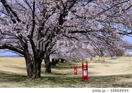 【山梨県】桜満開の信玄堤公園 39668994