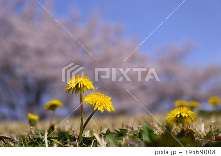 タンポポ と桜 39669008