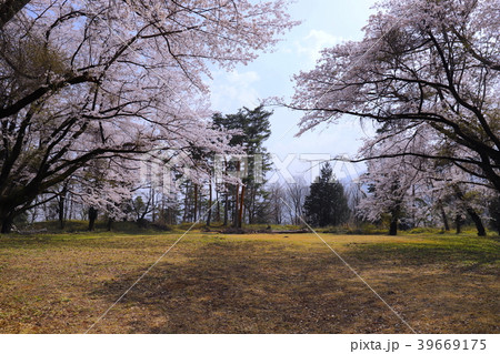 【山梨県】新府城跡の桜 【山梨県】新府城跡の桜 39669175
