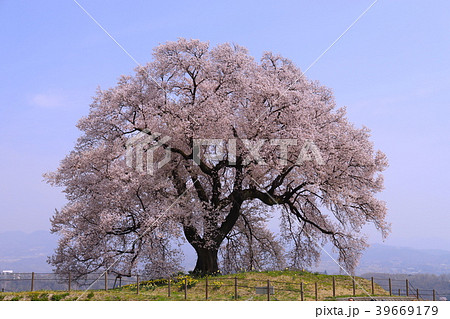 【山梨県】満開のわに塚の桜 39669179