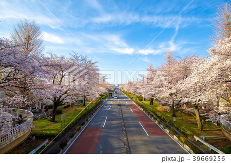 国立市大学通りの桜 39669256