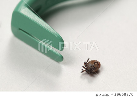 Mite and extractor tool Mite and extractor tool 39669270