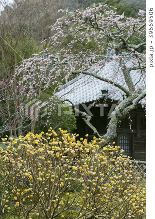 海蔵寺のシダレウメとミツマタ 39669506