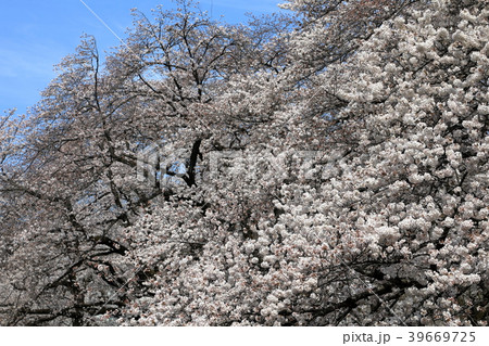 5分咲きのソメイヨシノ 小金井公園 5分咲きのソメイヨシノ 小金井公園 39669725