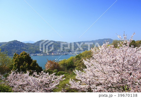 音戸の瀬戸公園の桜 39670138