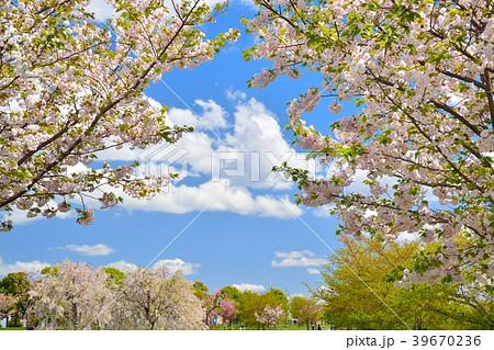 春の舎人公園（桜と新緑） 39670236