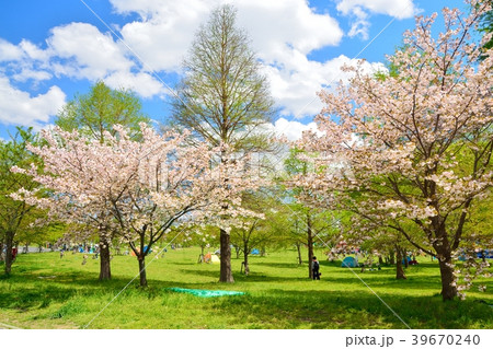 春の舎人公園(桜と新緑) 春の舎人公園(桜と新緑) 39670240