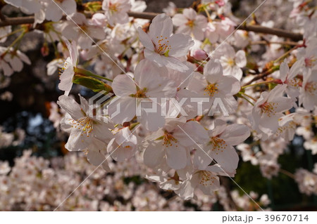 桜　サクラ　sakura　春　spring 39670714