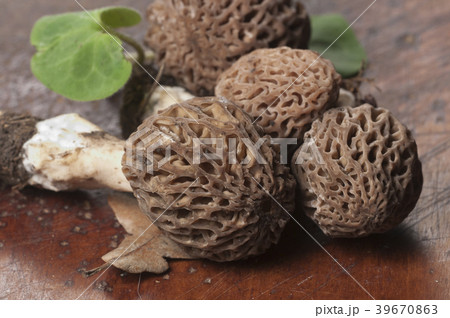Morel fungus 39670863