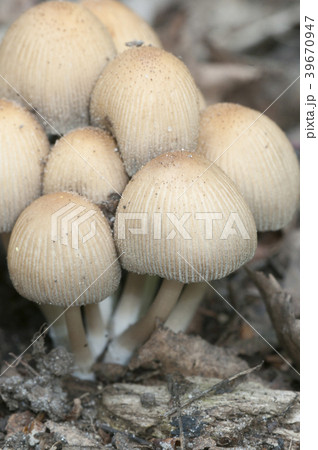 Coprinus micaceus mushroom 39670947