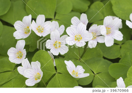 Oxalis acetosella (Woon sorrel) 39670966