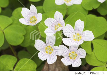 Oxalis acetosella (Woon sorrel) 39670967