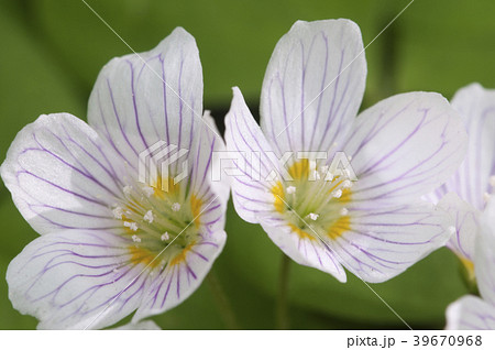 Oxalis acetosella (Woon sorrel) 39670968