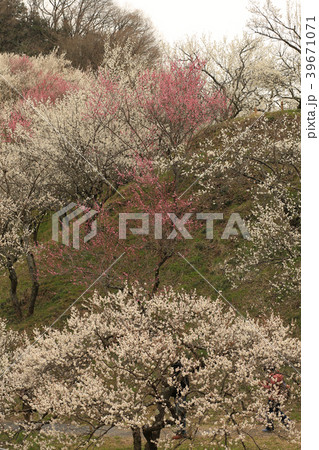 高尾梅郷. 木下沢梅林 高尾梅郷. 木下沢梅林 39671071