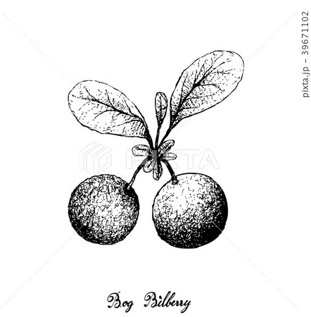 Hand Drawn of Bog Bilberries on White Background Hand Drawn of Bog Bilberries on White Background 39671102