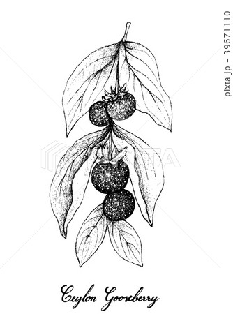 Ceylon Gooseberries on White Background 39671110