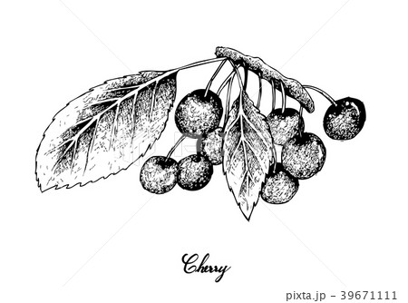 Hand Drawn of Red Cherries on White Background 39671111