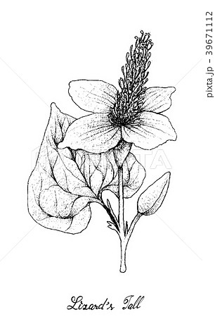 Lizard's Tail Plant on White Background 39671112