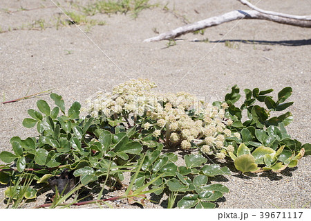 海岸のハマボウフウ 39671117