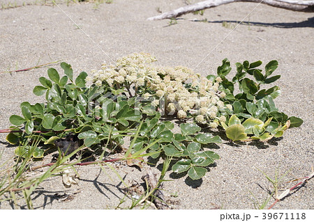 海岸のハマボウフウ 39671118