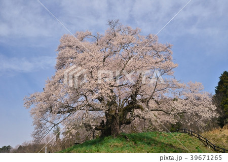 群馬県沼田市、発地の彼岸桜 群馬県沼田市、発地の彼岸桜 39671265