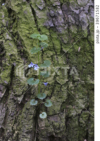 Glechoma hederacea 39671582