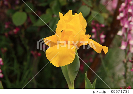 カキツバタ 39671755