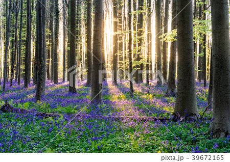 Sunrise illuminating bluebells 39672165