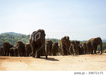 スリランカ ピンナワラの象　世界遺産  39672175