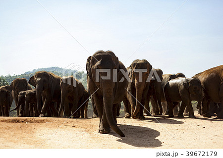 スリランカ ピンナワラの象　世界遺産  39672179