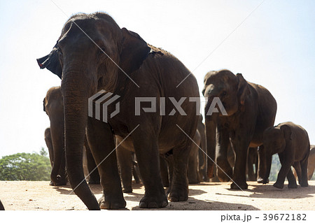 スリランカ ピンナワラの象　世界遺産  39672182