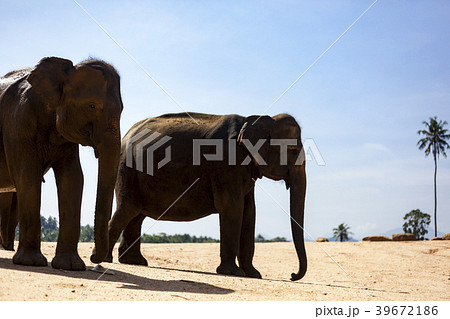 スリランカ ピンナワラの象　世界遺産  39672186