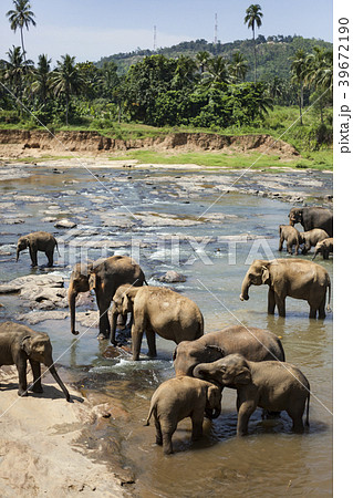 スリランカ ピンナワラの象　世界遺産  39672190