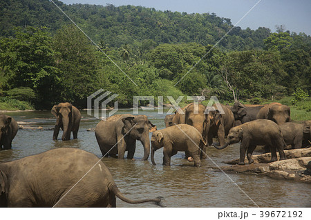 スリランカ ピンナワラの象　世界遺産  39672192