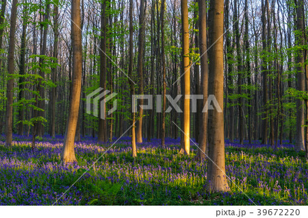Sunrise illuminating bluebells 39672220